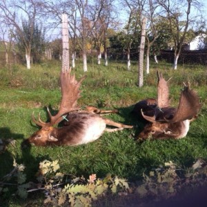 Fallow Deer Hunt in Romania