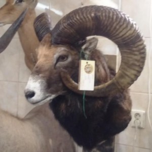 Mouflon czech republic