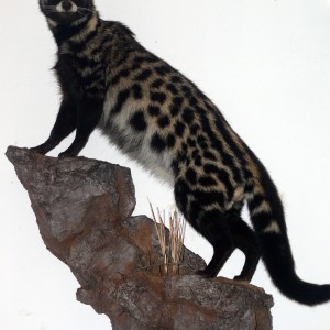 Civet