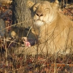 Lioness in Tanzania