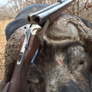Double rifle- buffalo cow hunt