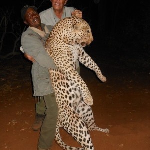 Another Great Cat for Spear Safaris