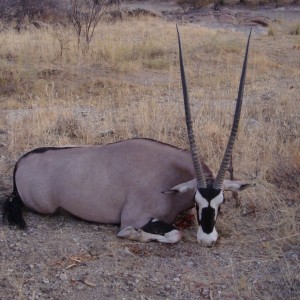 41" Female Gemsbok hunted at Westfalen Hunting Safaris Namibia