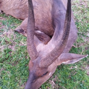 Big Cape Bushbuck