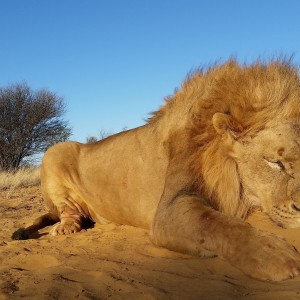 Bowhunted Lion