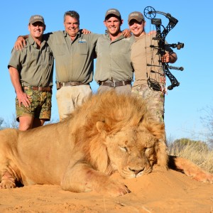 Bowhunted Lion