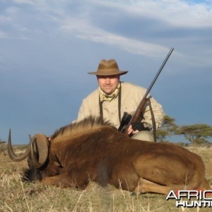 Black Wildebeest