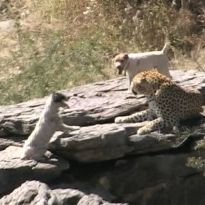 Terriers and Leopard