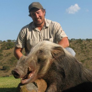 Bushpig Boar with Hounds.