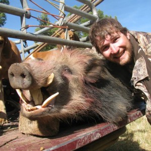 Bushpig Boar with Hounds