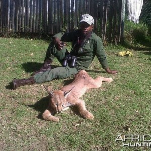 Caracal Treed by hounds.