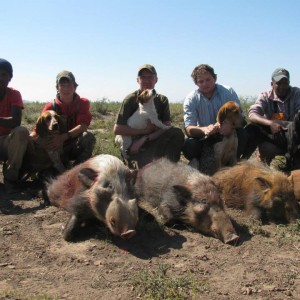 Bushpig hunting with hounds - Mankazana Valley