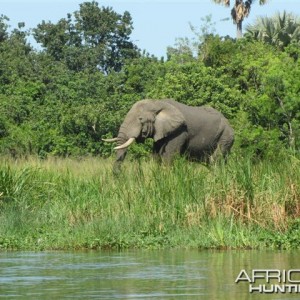 Elephant in Uganda