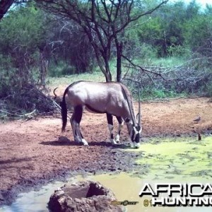 Gemsbok