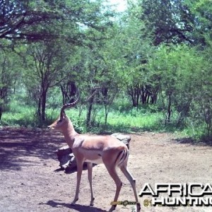 Impala