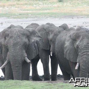 Elephant Namibia