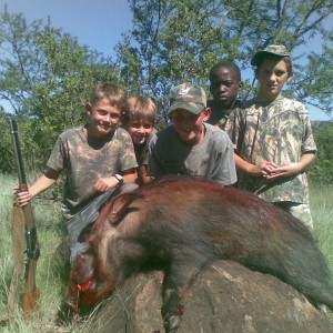Hunting with Hounds - we can give you " THE WHOLE HOG "