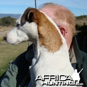 In Tribute to a Loyal Hunting Companion - Bounce My Jack Russell Terrier