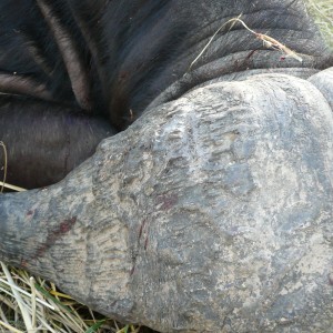 Buffalo hunting in the South Luangwa area of Zambia - 40 inch horns