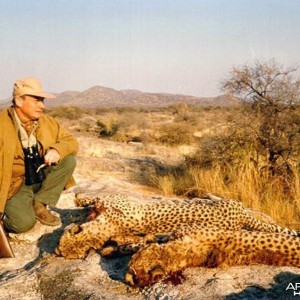 Hunting Cheetah Namibia
