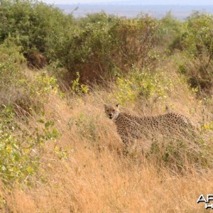 Cheetah