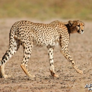 Male Cheetah