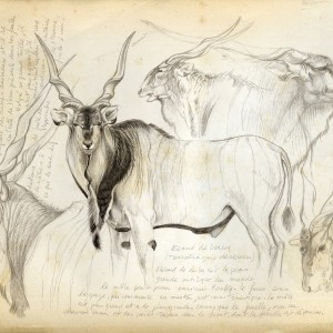 Wildlife Artist Marcello Pettineo - Derby Eland