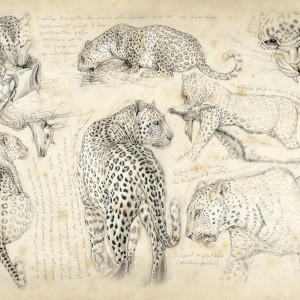 Wildlife Artist Marcello Pettineo - Leopard