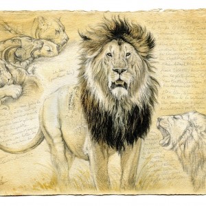 Wildlife Artist Marcello Pettineo - Lion