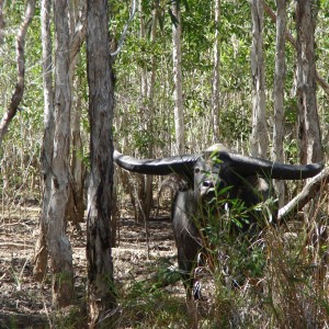 Asiatic buffalo bull, Arnhemland, Australia