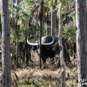 Asiatic buffalo bull, Arnhemland, Australia