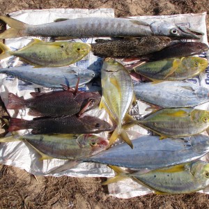 Arnhemland scenery & wildlife.