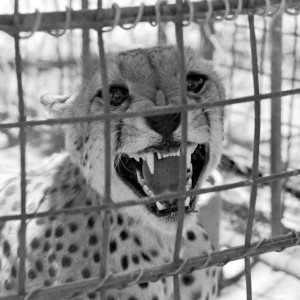 Cheetah being relocated by Cheetah Conservation Fund (CCF)