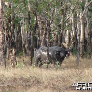 Asiatic buffalo bull, Arnhemland, Australia