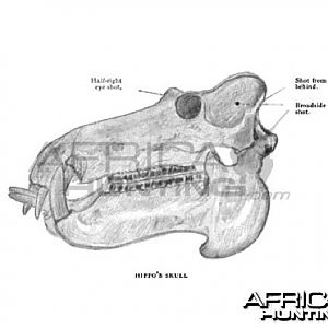 Hippo Skull