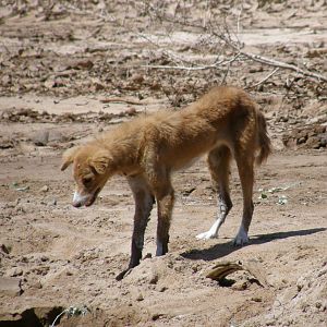 Skinny sad looking dog