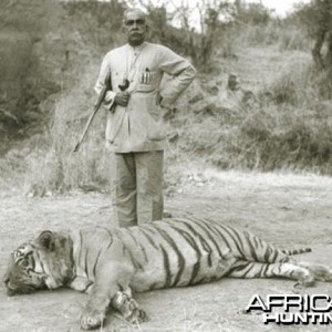 Man Killer Tiger