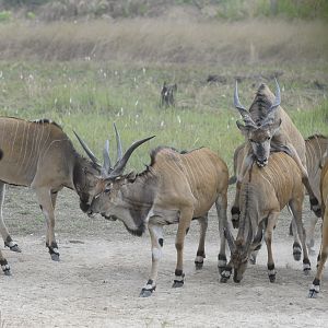 Lord Derby Eland in C.A.R.