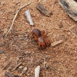 Spider, Namibia