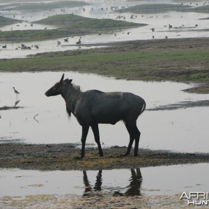 Nilgai antelope; Keoladeo National Park, Bharatpur, India