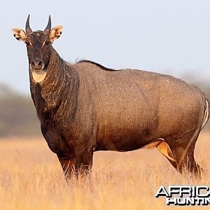 Nilgai also known as Blue Bull