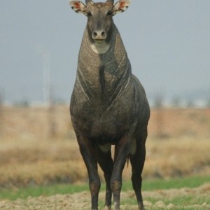 Nilgai also known as Blue Bull