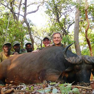 Buffalo bull from Central African Republic