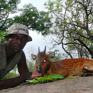 Red flanked duiker Hunted in CAR