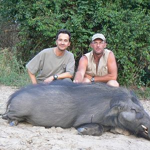 Giant forest hog taken in Central Africa