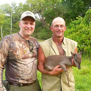 Blue duiker from CAR