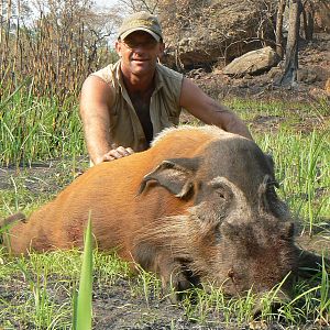 Red river hog from Central africa