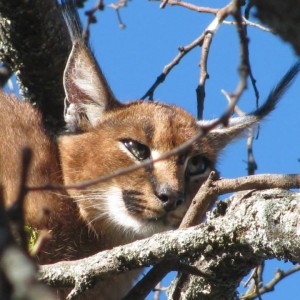 Caracal Treed by hounds.