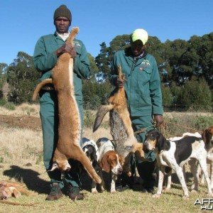 Caracal Treed by hounds.