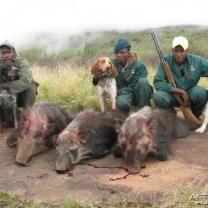 Bushpig with Hounds